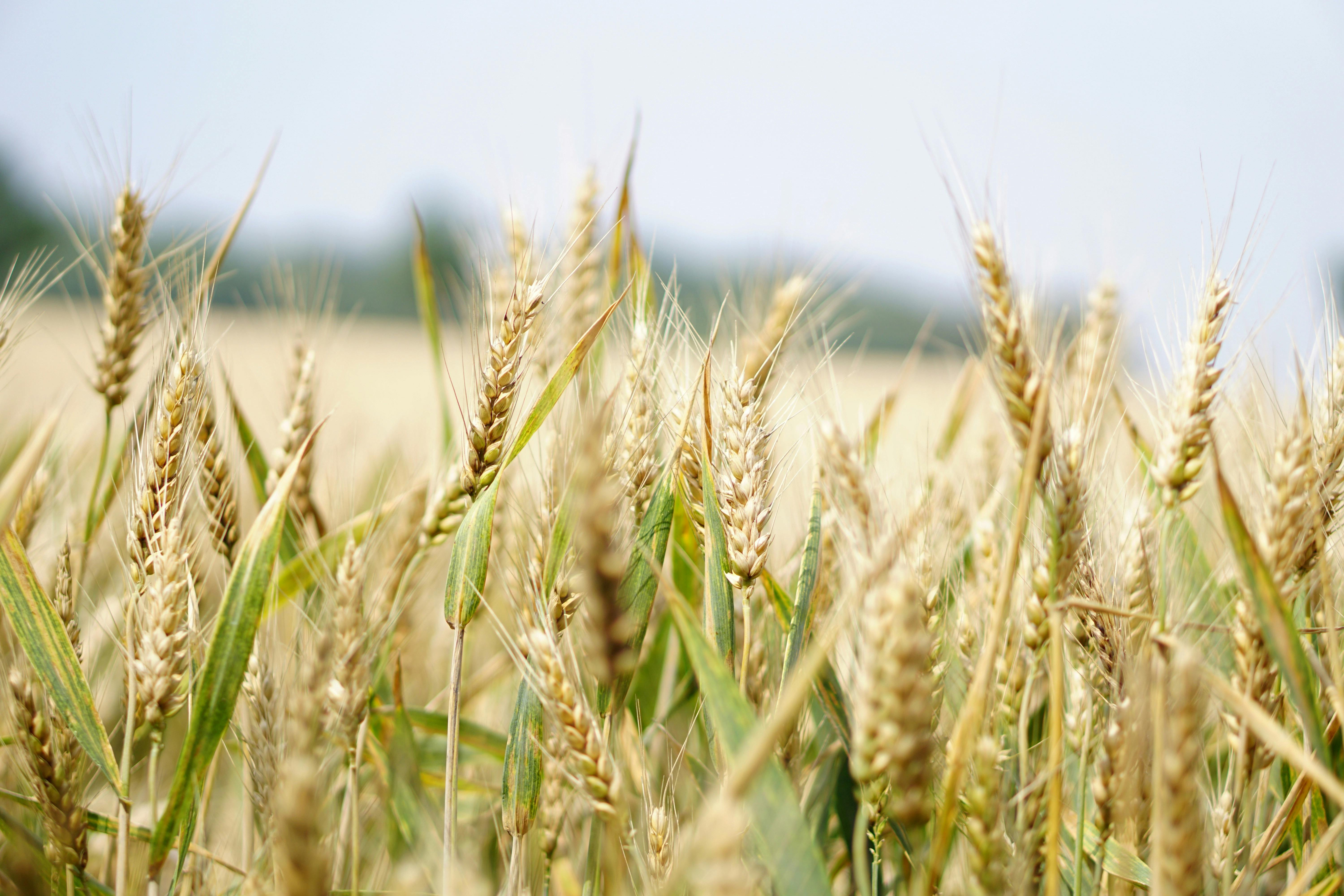 Climate Smart Agriculture Investment Plans (CSAIPs)