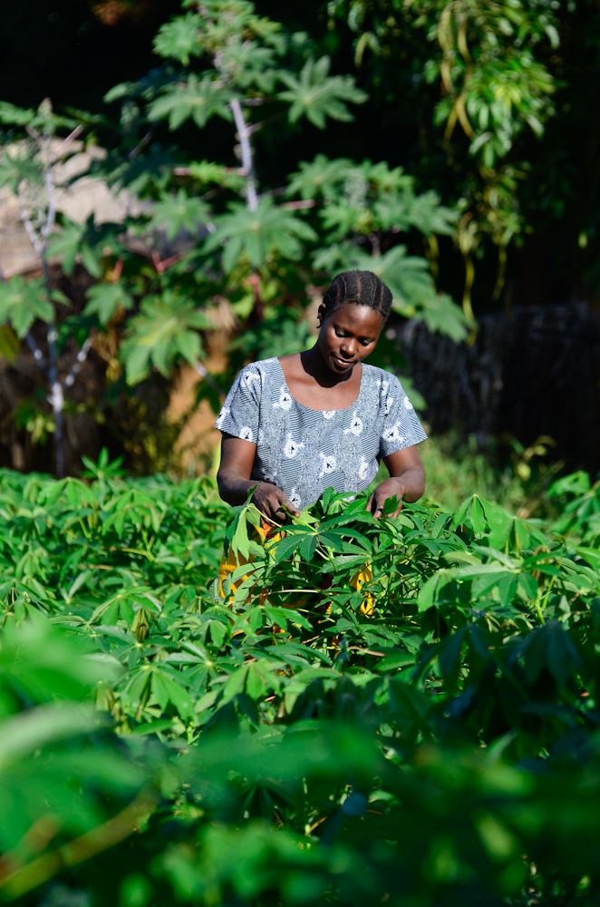 Agricultural Transformation: Institutional Models in Africa